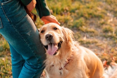 人の足にすり寄る犬