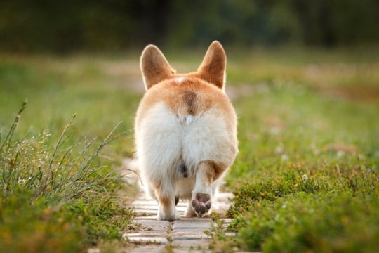 『短足な犬種』５選　足が短い犬との暮らしで飼い主が気をつけるべき対応とは？