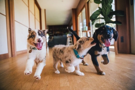 何歳まで『子犬』と言われるの？パピー期と成犬の大きな違いやお世話の注意点まで