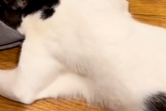 猫が『犬にしつこく遊びに誘われた』結果→必死に逃げようと、スリッパの中に…思わず笑う『緊急避難の仕方』に反響「コント？ｗ」「見えてて草」