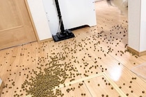 ドッグフードを床にこぼしてしまった結果→深呼吸で落ち着こうとしたら…犬の『正直すぎる表情』に6万いいね「準備してて草」「やる気満々ｗ」