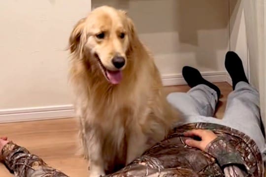 『突然飼い主が倒れたら、大型犬はどうする？』検証した結果→あまりにも冷静な『まさかの行動』が121万再生「前世医者で草」「心音確認ｗｗ」