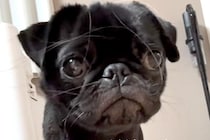 可愛らしい顔の犬を撮影→『足』を見てみると…無加工とは思えない『衝撃的な長さ』が100万再生「スタイル良すぎｗｗ」「全女子が憧れる」