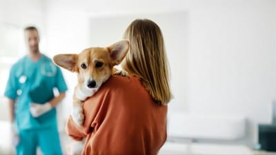 受診にくる犬と飼い主