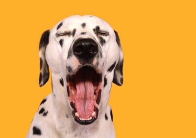 オレンジの背景に欠伸する犬