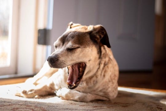 犬の『あくびが増える』危険な病気５選　今すぐに病院へ連れて行くべき症状とは？