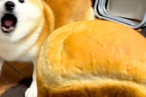 焼きたてパンを『パンみたいな犬』の前に出してみた結果→まさかのライバル認定？ブチギレる光景が20万再生「因縁の対決で草」「威厳がｗｗ」