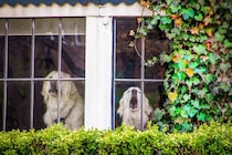 犬を飼って経験する『困りごと』2つ　迎える前に知っておくべき現実や対策まで解説