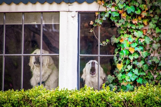犬を飼って経験する『困りごと』2つ　迎える前に知っておくべき現実や対策まで解説