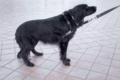 尻尾を隠している犬