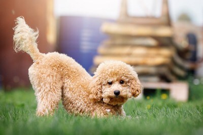 尻尾を突き上げている犬