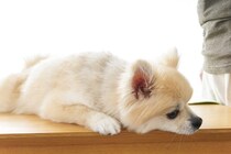 犬が『痛みを我慢している』サイン5選　異変に気づくために飼い主がすべき対応とは？