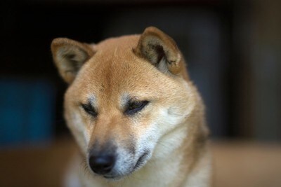 目を逸らす犬