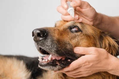 目薬をされている犬