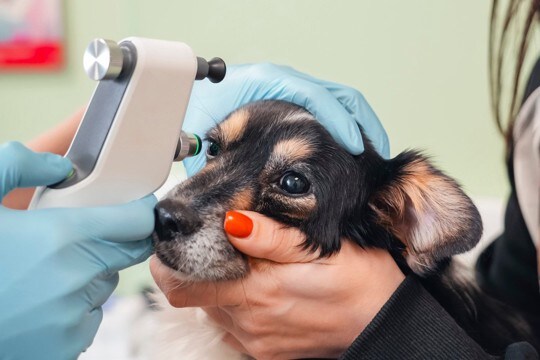 犬が失明する『5つの病気』目が見えなくなってしまう要因や治療法まで