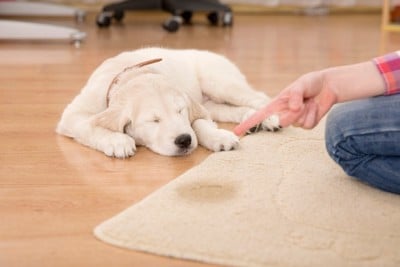 トイレの失敗を叱られる子犬
