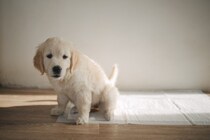 犬が『トイレを失敗する』理由５選　粗相を減らすための適切なトレーニングとは？