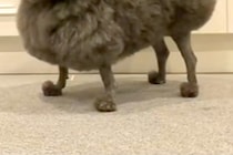 ボサボサの犬をトリミングに連れて行ったら…二度見せざるを得ない『アニメ犬のような完成形』に反響「魅力的すぎるｗｗ」「イスみたいで草」