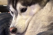 飼い主の膝の上に乗るハスキー犬→なんとか収まろうとして…まさかの『猫化してしまう光景』に2万いいね「かわいい」「間違いなく犬型のネコ」