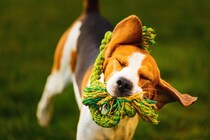 犬が『おもちゃを振り回す』理由とは？放っておいて大丈夫？安全に遊ばせるための配慮まで