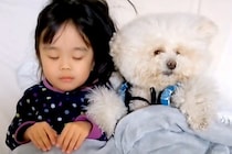 犬を『人間と同じように育てた』結果→娘とお布団で一緒に眠って…思わず笑ってしまう『寝相』が258万再生「最後可愛いｗ」「真似してる？」