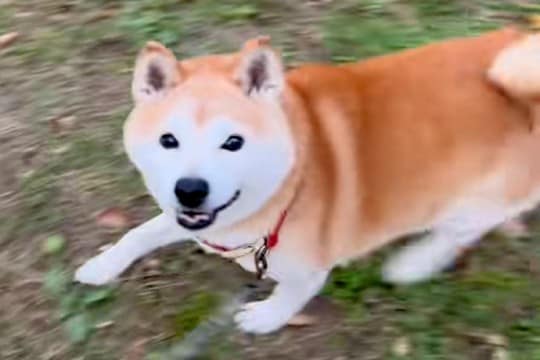 彼氏の犬と楽しく散歩していたら、突然『飼い主じゃない』と気が付いて…わかりやす過ぎる『表情』が19万再生「顔ww」「二度見してて草」
