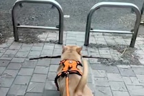 枝を持ち帰ろうとする犬→柵に引っかかってしまい…あまりにも強引な『まさかの突破方法』が25万再生「お約束過ぎるｗｗ」「除夜の鐘で草」