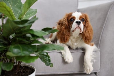 観葉植物を見る犬