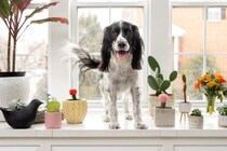 犬に危険な『観葉植物』5選　誤食した場合、重篤な症状を引き起こす可能性も…