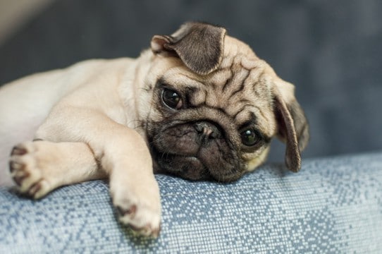 『ニオイが強い』犬種5選 主な原因や体臭を減らすためのお手入れポイントまで