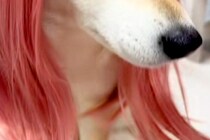 小さな女の子が犬をギャルにしようと『カツラを被せた』結果→思った以上の『仕上がり』が21万再生「想像の10倍似合ってて草」「美人ｗｗ」