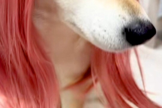 小さな女の子が犬をギャルにしようと『カツラを被せた』結果→思った以上の『仕上がり』が21万再生「想像の10倍似合ってて草」「美人ww」