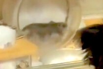 回し車で爆走するハムスター→犬が興味津々で見つめて…まるで人の子どものような『愛おしい行動』に反響「後ろ姿可愛すぎる」「気になるのねｗ」
