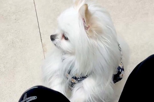 『もしかして注射ですか…?』動物病院の待合室で『他の犬の悲鳴』が聞こえた結果→子どものような『怖がり方』に4万いいね「焦ってて可愛いw」