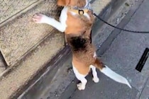 散歩中の犬が『壁の向こうにワンコがいる』と気付いた結果→『まさかの探し方』が142万表示「全部チェックするのたまらん」「会えるといいね」