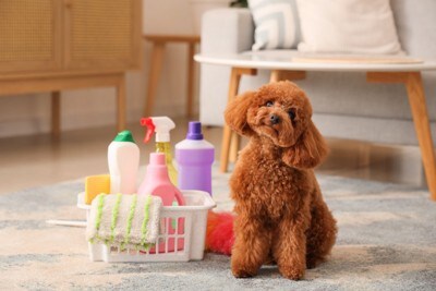 洗剤と犬