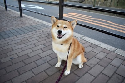 座る柴犬