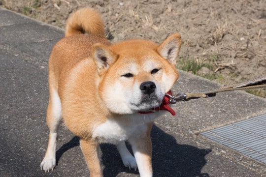 犬が『外で歩いてくれない』心理3つ スムーズにお散歩させるための対処法まで解説