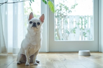 白い食器、白いチワワ