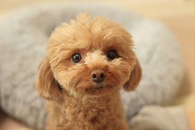 見つめる犬の顔のアップ