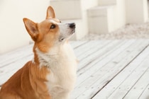 犬が『ごはん食べたい』と言っているサイン6つ　空腹を感じているときにみせる仕草や行動とは？