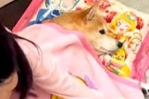 同居犬が亡くなり、元気がない犬→心配した娘が『毛布』を貸してあげて…涙あふれる『無償の愛を感じる行動』に反響「優しい子」「心強いね」