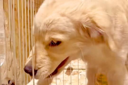 同居犬に怒られた子犬→『しょんぼりしてるかな』と思ったら…まさかの『とんでもない仕返し』が381万再生「頭良すぎる」「ぶっ壊れるどｗ」