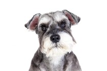 『癌になりやすい』犬種５選　発症する可能性が高い犬の特徴や早期発見する方法まで