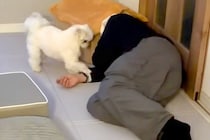 『仕事で疲れ果てた飼い主』VS『絶対撫でて欲しい犬』面白すぎる"想像以上の接戦"が12万再生「セルフなでなでｗ」「どっちの気持ちも分かる」