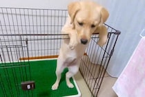 子犬がサークルから出たがるので『扉を開けてあげた』結果…まさかの『コントのような光景』に爆笑続々「可愛すぎる」「必死なんだねｗｗ」