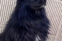 ママが撮影した『かっこいい犬の写真』→パパが撮ると…？まるで別犬のようになる『違い』が93万表示「笑顔になった」「どっちも可愛いｗｗ」