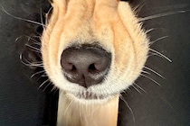 車で大型犬とお出かけ→ふと『後部座席』を見たら…もはや別の生物な『衝撃の表情』に1万いいね「やばかわいいｗ」「愛おしいでしかない」と絶賛