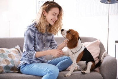 ソファの上で触れ合う女性と犬