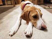 犬の『ストレスが溜まりすぎている』サイン５選　愛犬が限界を迎えているときにみせる行動まで